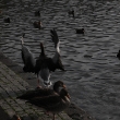 iceland_0005