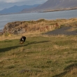 iceland_0066