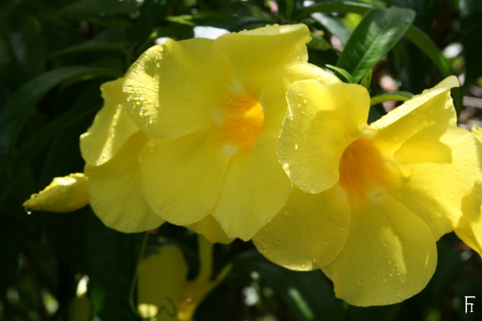 FI_05