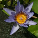 FI_06