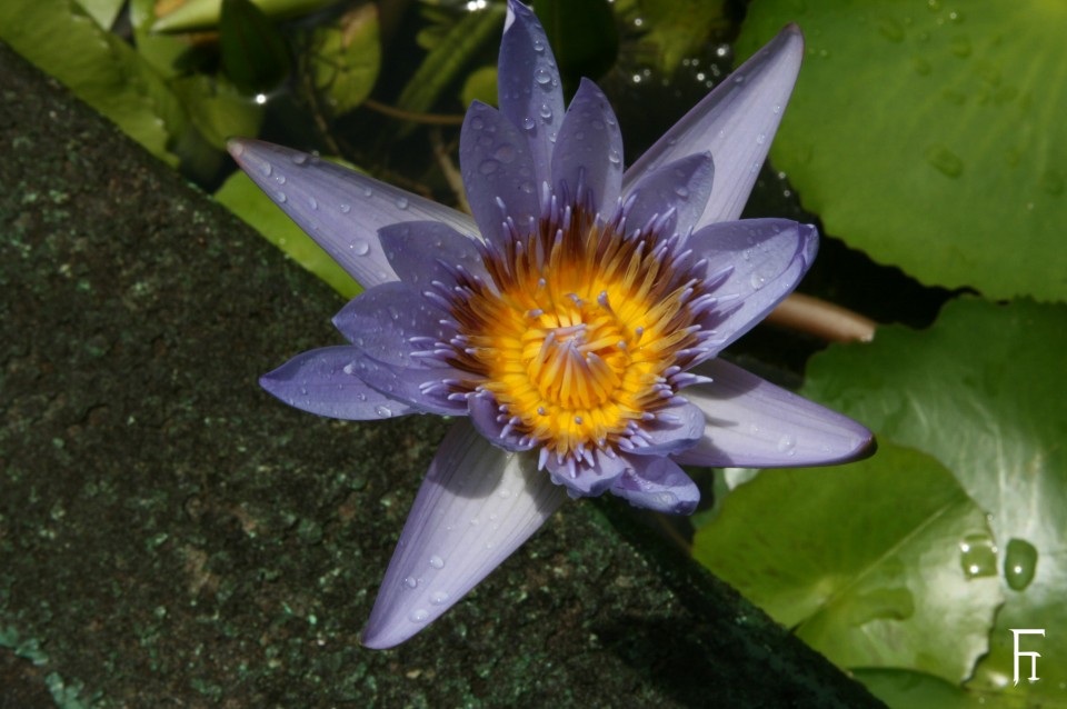 FI_06