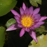 FI_07