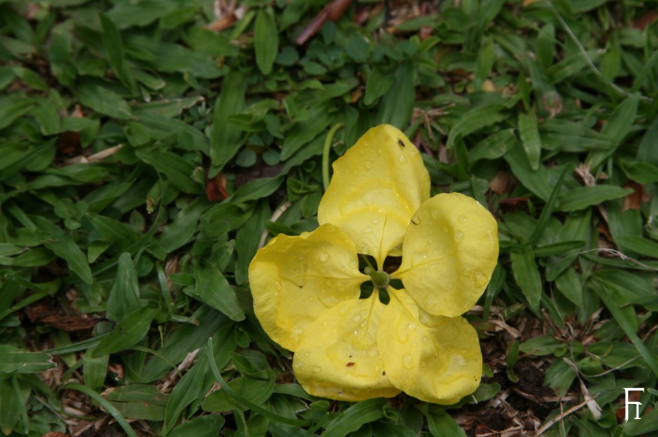 FI_10