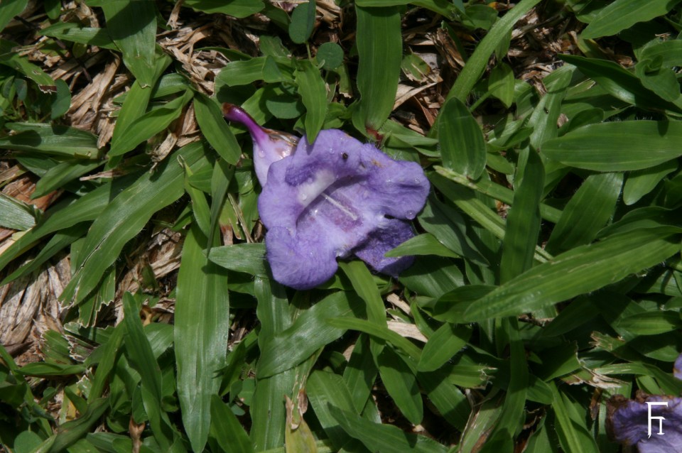 FI_12